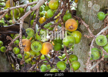 Libre aux matières et mûr de Cluster Fig/ Goolar (Regular)/ Ficus racemosa L. / MORACEAE Banque D'Images