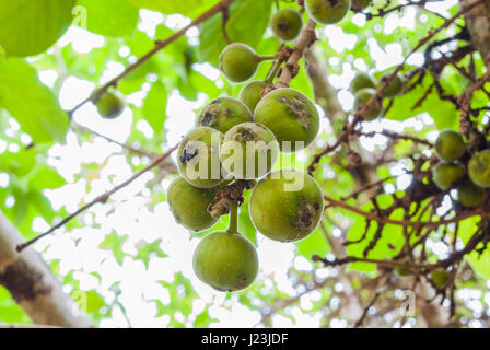 Libre aux matières Cluster Fig/ Goolar (Regular)/ Ficus racemosa L. / MORACEAE Banque D'Images