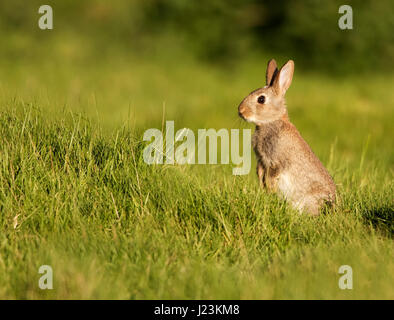 Un jeune lapin (Oryctolagus cuniculus) assis le soir profiter de l'ensoleillement, Warwickshire Banque D'Images