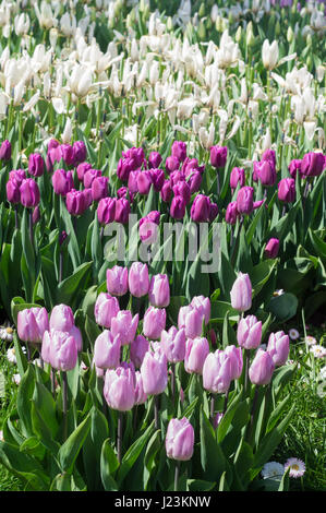 De nombreuses tulipes violet et lilas blanc dans le parc Banque D'Images