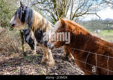 Les chevaux dans des manteaux d'HIVER GLOUCESTERSHIRE ENGLAND UK Banque D'Images