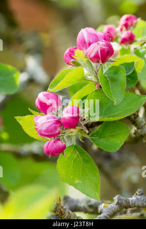 Apple Blossom sur l'arbre de printemps Banque D'Images