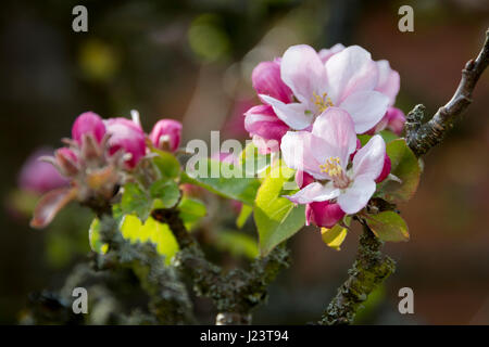 Apple Blossom sur l'arbre de printemps Banque D'Images