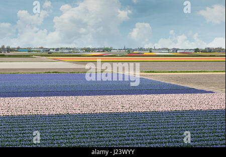 Avec plein de fleurs des champs de tulipes en bleu violet rouge et jaune en hollande près d'amsterdam Banque D'Images