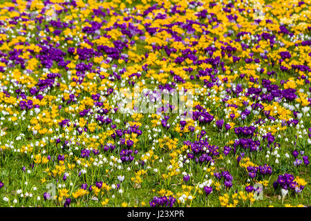 Violet et jaune crocus (Crocus tommasinianus) et blanc flocons (Leucojum vernum) sont en fleurs dans un pré Banque D'Images