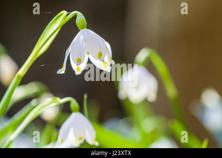 Un flocon blanc (Leucojum vernum) est sur une prairie en fleurs Banque D'Images