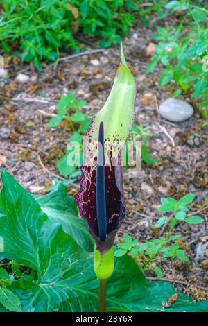 Fleur Arum dioscoridis, Rhodes, Grèce, Méditerranée, Europe Banque D'Images