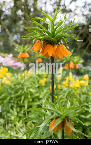 Impériaux, la Couronne La Couronne du Kaiser, Fritillaria imperialis en hollande jardin Banque D'Images