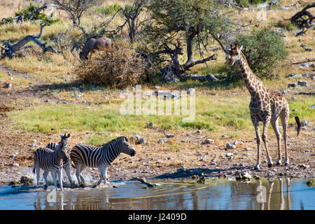 Girafes et zèbres de prendre un verre dans un étang dans le parc national d'Etosha, Namibie. Banque D'Images