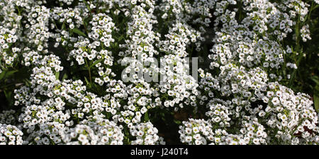 Fleurs blanches de Lobularia maritima également appelé alyssum Banque D'Images