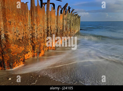 Aine à West Beach, île de Sylt, en mer du Nord, dans le Schleswig-Holstein, Allemagne Banque D'Images