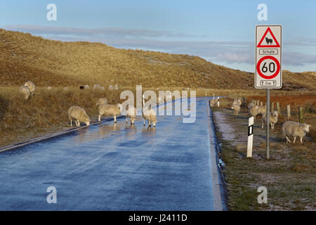 Moutons sur la route, Ellenbogen, Liste, Sylt, Frise du Nord, l'Allemagne, de l'Europe Banque D'Images