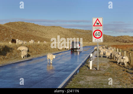 Moutons sur la route, Ellenbogen, Liste, Sylt, Frise du Nord, l'Allemagne, de l'Europe Banque D'Images