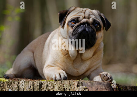 Le PUG chien couché sur un tronc d'arbre, Schleswig-Holstein, Allemagne, Europe Banque D'Images