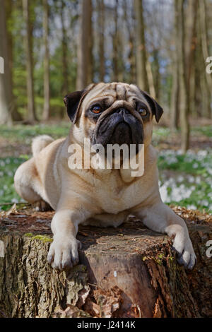 Le PUG chien couché sur un tronc d'arbre, Schleswig-Holstein, Allemagne, Europe Banque D'Images