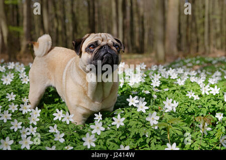 Le PUG dog dans un pré au bois d'anémones, Schleswig-Holstein, Allemagne, Europe Banque D'Images