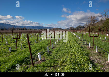 La vigne, raisin vigne, vignoble, côté ouest, le Silverado Trail, entre Skellenger Lane et Sage Canyon Road, Rutherford, Napa Valley, Californie Banque D'Images