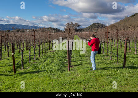 Prise de photos touristiques, de raisin vigne, côté ouest, le Silverado Trail, entre Skellenger Lane et Sage Canyon Road, Napa, Napa Valley, Californie Banque D'Images