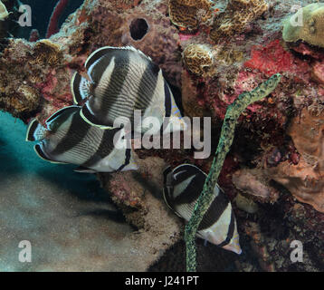 Trio de papillons bagué Banque D'Images