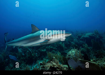 Requin de récif des Caraïbes. Banque D'Images