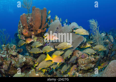 Reef scène avec poissons, Cayman Brac Banque D'Images