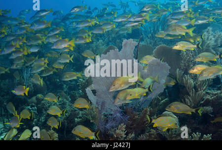 Reef scène avec pléthore de vivaneaux et grognements. Banque D'Images