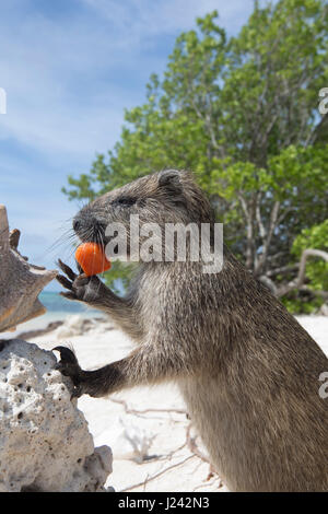 Un Desmarest's hutia mange un morceau de fruit sur une plage de sable à Cuba. Banque D'Images