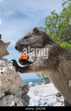 Un Desmarest's hutia mange un morceau de fruit sur une plage de sable à Cuba. Banque D'Images