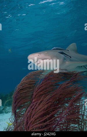 Le requin, plage du Tigre, Bahamas Banque D'Images