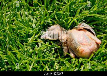 Chick blackbird morts tombés du nid Banque D'Images