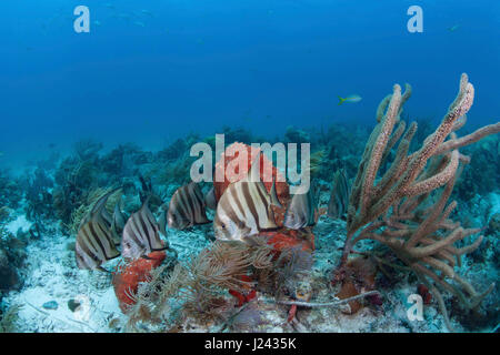 Atlantic spadefish sur un patch de corail à Key Largo. Banque D'Images