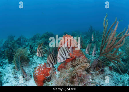 Atlantic spadefish sur un patch de corail à Key Largo. Banque D'Images