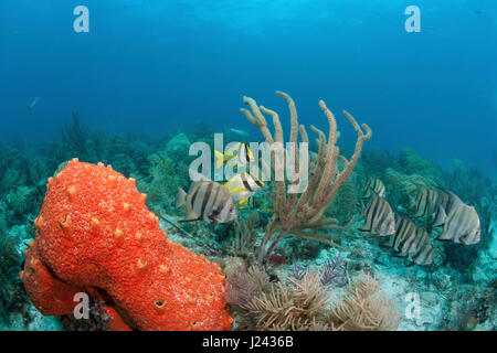 Atlantic spadefish et porkfish sur un patch de corail à Key Largo. Banque D'Images