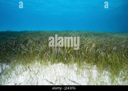 Sous-vue de les herbiers bed Banque D'Images