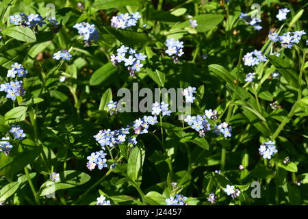 Le bois ne m'oubliez pas (Myosotis sylvatica) croissant à Sandringham Country Park, Sandringham, Norfolk, Royaume-Uni Banque D'Images