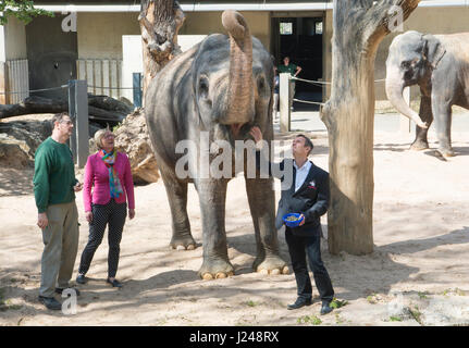 Stuttgart, Allemagne. Apr 24, 2017. Edith Sitzmann (Parti Vert) avec zoo keeper Volker Scholl (L-R) et directeur du zoo Thomas Koeplin et un éléphant dans le zoo Wilhelma à Stuttgart, Allemagne, 24 avril 2017. Les représentants de l'administration du zoo et le ministère des Finances dans l'état de Bade-Wurtemberg a tenu une conférence de presse au cours de laquelle ils ont présenté des plans pour le développement du zoo. Photo : Franziska Kraufmann/dpa/Alamy Live News Banque D'Images