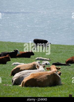 Point bouffants, Devon, UK. 25 avril 2017. Éclaircies à Baggy Point près de Croyde comme les vaches locales bien eux-mêmes. Credit : DTNews/Alamy vivre Banque D'Images