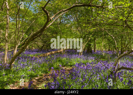 Wiltshire, Royaume-Uni. Apr 25, 2017. UK - Les chaudes après-midi ensoleillé de la fin avril, un superbe écran de jacinthes des bois indigènes couvrir le plancher à East Hagbourne Copse à la périphérie de Swindon dans le Wiltshire. Credit : Terry Mathews/Alamy Live News Banque D'Images