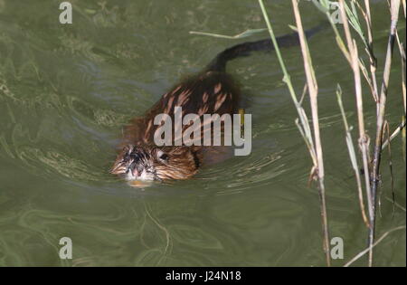 Close-up d'un rat musqué (Ondatra zibethicus) nager vers l'appareil photo Banque D'Images