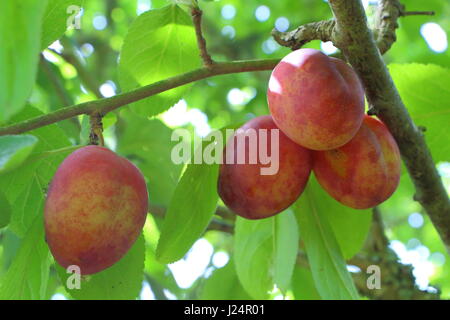 Maturation de prune sur un prunier Banque D'Images