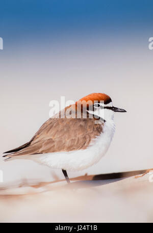 Mâle, Rouge-capped Plover Charadrius ruficapillus,(), plumage nuptial sur beach, Byron Bay, New South Wales, Australia Banque D'Images