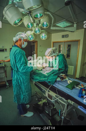 Médecins Vétérinaires, effectuer une opération sur un chat à la Croix Bleue, Animal Hospital, Victoria, London, Royaume-Uni Banque D'Images