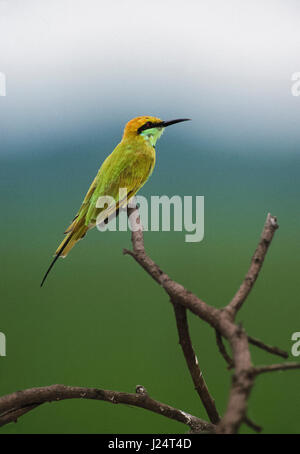 Hot Green Bee-eater Merops orientalis), (, perché sur branche, parc national de Keoladeo Ghana, Bharartpur, Rajasthan, Inde Banque D'Images