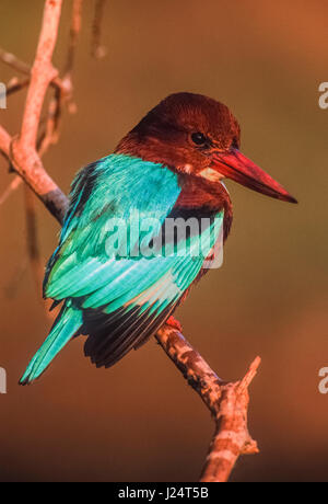 kingfisher à gorge blanche, Halcyon smyrnensis, également connu sous le nom de kingfisher à poitrine blanche, perché sur la branche, parc national Keoladeo Ghana, Bharatpur, Banque D'Images