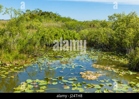 Le Sawgrass marsh le long de l'anhinga Trail populaire au Royal Palms Visitor Center dans le parc national des Everglades en Floride Banque D'Images