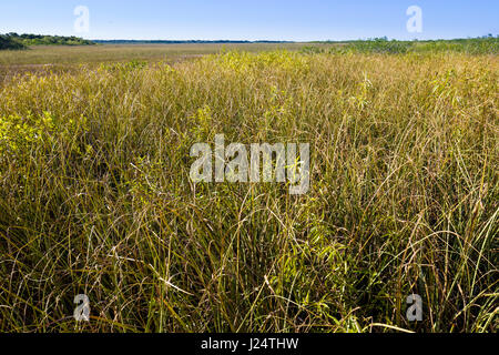 Le Sawgrass marsh le long de l'anhinga Trail populaire au Royal Palms Visitor Center dans le parc national des Everglades en Floride Banque D'Images