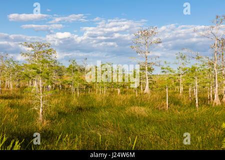 Cyprès nain dans les Prairies à la Pa-hay-okee oublier dans le parc national des Everglades en Floride Banque D'Images