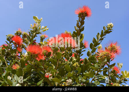 Grevillea en fleurs sur fond de ciel bleu Banque D'Images