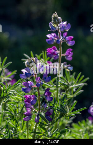 Bush côtières lupin (Lupinus arboreus) w/ grands épis floraux violet est trouvé en Californie dans le Comté de Sonoma à Ventura côtière le long du Pacifique. Banque D'Images