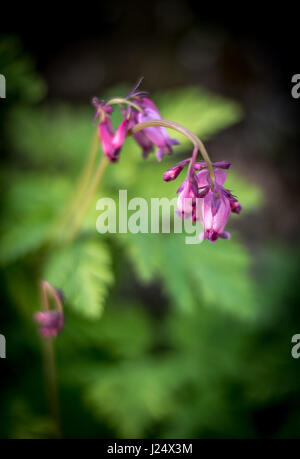 Au coeur du Pacifique violet / western bleeding heart (Dicentra formosa) w/ Lavande fleurs en forme de cœur et soft-focus contexte de feuilles Banque D'Images